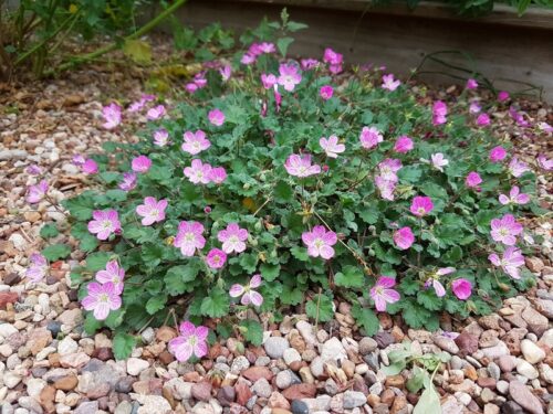 Erodium variabile 'Bishop Rose' - Image 1