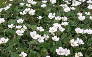 Erodium variabile Bishop White' – PUMPAVA, P 9