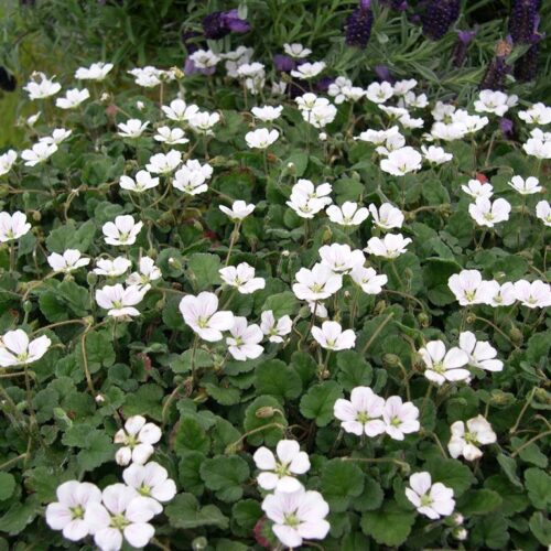 Erodium variabile Bishop White' – PUMPAVA, P 9 - Obrázek 1