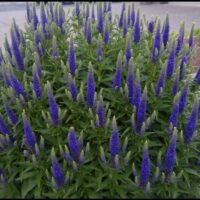 Veronica spicata Royal Candles,  h 9x9x8