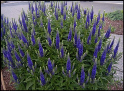 Veronica spicata Royal Candles,  h 9x9x8 - Obrázek 1