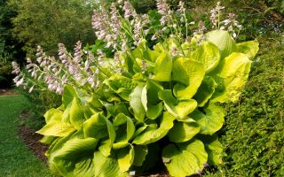 Hosta hybrida 'Sum&Substance'
