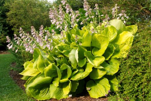 Hosta hybrida 'Sum&Substance' - Obrázek 1