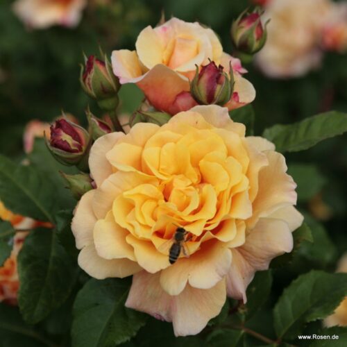 ROSA KORDES 2L Caramella - sadové, 120–200 CM - Obrázek 1