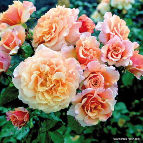 ROSA KORDES 2L Caramella - sadové, 120–200 CM - Obrázek 2