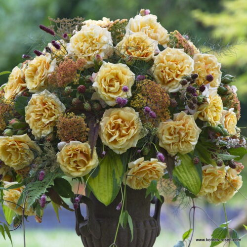 ROSA KORDES 2L Caramella - sadové, 120–200 CM - Obrázek 3