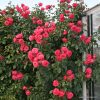 ROSA KORDES 2L Rosanna  – Kordes 2002, pnoucí - 2 L