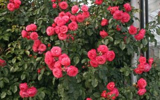 ROSA KORDES 2L Rosanna  – Kordes 2002, pnoucí