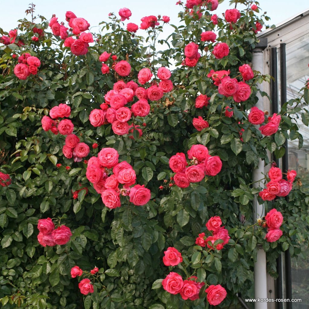 367886087fd26fc0a9cd1865193e7e1d1ad2d80b ROSA KORDES 2L Rosanna  – Kordes 2002, pnoucí - Obrázek 1