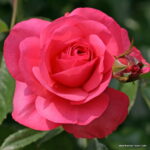 ROSA KORDES 2L Rosanna  – Kordes 2002, pnoucí - Obrázek 2
