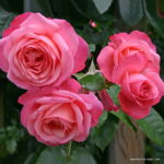 ROSA KORDES 2L Rosanna  – Kordes 2002, pnoucí - Obrázek 3