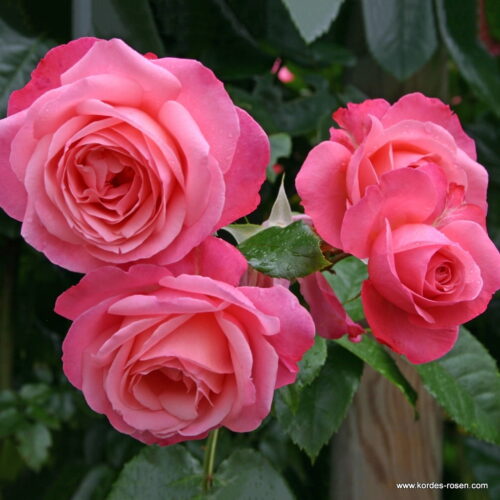 ROSA KORDES 2L Rosanna  – Kordes 2002, pnoucí - Obrázek 3