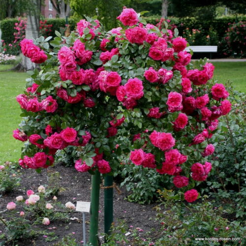 ROSA KORDES 2L Laguna – Kordes 2004, pnoucí - Obrázek 2