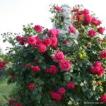 ROSA KORDES 2L Laguna – Kordes 2004, pnoucí - Obrázek 4