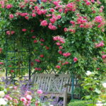 ROSA KORDES 2L Laguna – Kordes 2004, pnoucí - Obrázek 3