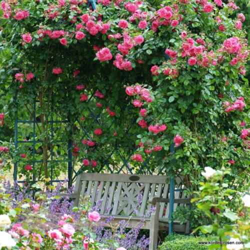 ROSA KORDES 2L Laguna – Kordes 2004, pnoucí - Obrázek 3