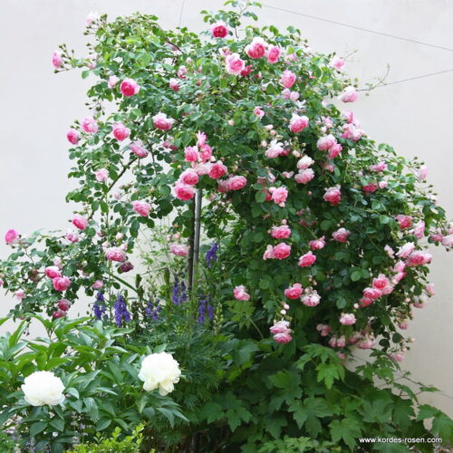 ROSA KORDES 'Jasmina'® - Obrázek 4