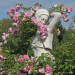 ROSA KORDES 'Jasmina'® - Obrázek 3
