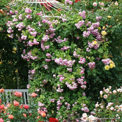 ROSA KORDES 'Jasmina'® - Obrázek 2