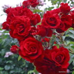 ROSA KORDES 2L Amadeus – Kordes 2003, pnoucí - Obrázek 3