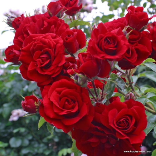 ROSA KORDES 2L Amadeus – Kordes 2003, pnoucí - Obrázek 3