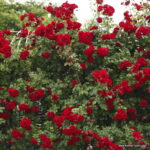 ROSA KORDES 2L Amadeus – Kordes 2003, pnoucí - Obrázek 2