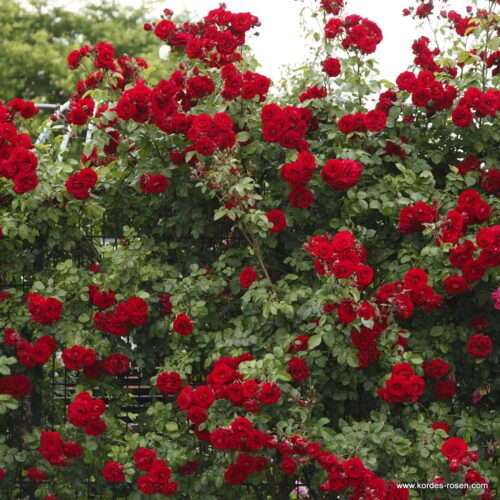 ROSA KORDES 2L Amadeus – Kordes 2003, pnoucí - Obrázek 2