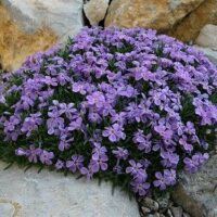Phlox kelseyi K 9x9