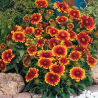 Gaillardia grandiflora 'Arizona Sun'