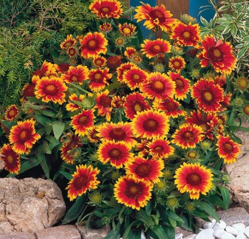 Gaillardia grandiflora 'Arizona Sun' - Obrázek 1