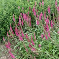Veronica spicata Pink Goblin 9x9x8