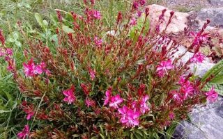 Gaura lindheimeri Svíčkovec Lindheimerův, Gambit Rose, P 12