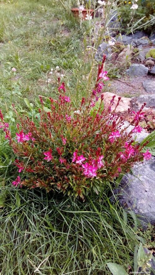 Gaura lindheimeri Svíčkovec Lindheimerův, Gambit Rose, P 12 - Obrázek 1