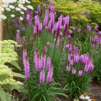Liatris spicata 'Kobold'