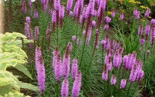 Liatris spicata 'Kobold'