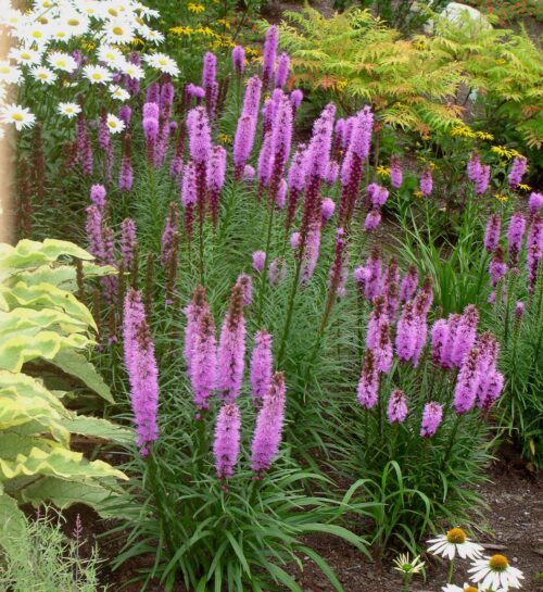 Liatris spicata 'Kobold' - Obrázek 1