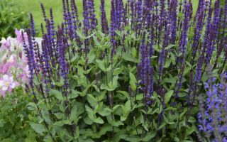 Salvia nemorosa 'Caradonna'