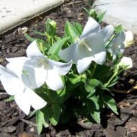Platycodon grandiflorus 'Codo White'