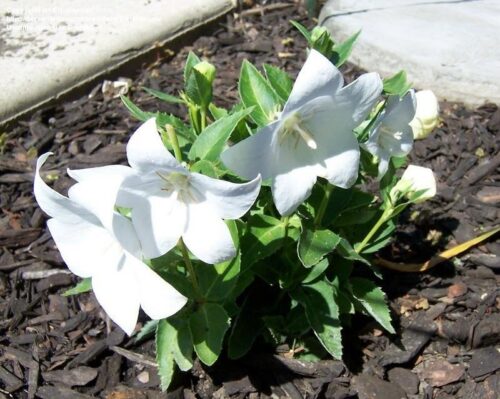 Platycodon grandiflorus 'Codo White' - Obrázek 1