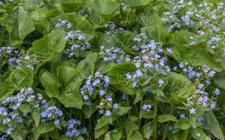 Brunnera macrophylla Pomněnkovec velkolistý, ko 1,0l