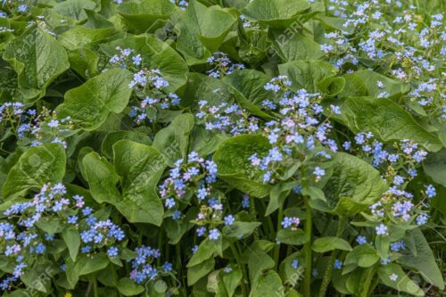 Brunnera macrophylla Pomněnkovec velkolistý, ko 1,0l - Obrázek 1