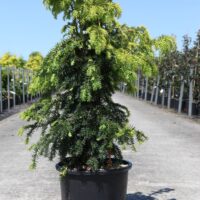 Taxus baccata 'Dovastonii Aurea' 20–30 cm