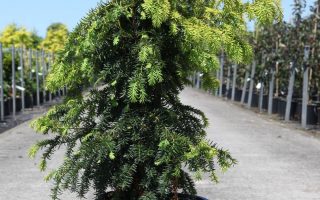 Taxus baccata 'Dovastonii Aurea' 20–30 cm