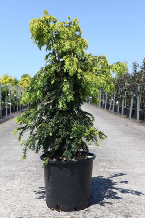Taxus baccata 'Dovastonii Aurea' 20–30 cm - Obrázek 1