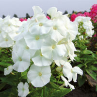 Phlox paniculata 'Adessa White'