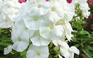 Phlox paniculata 'Adessa White'
