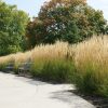 Calamagrostis x acutiflora ´KARL FOERSTER´ Třtina ostrolistá - P 11