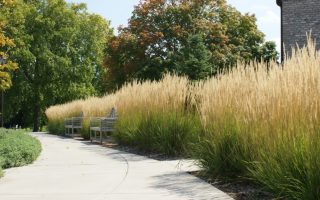 Calamagrostis x acutiflora ´KARL FOERSTER´ Třtina ostrolistá