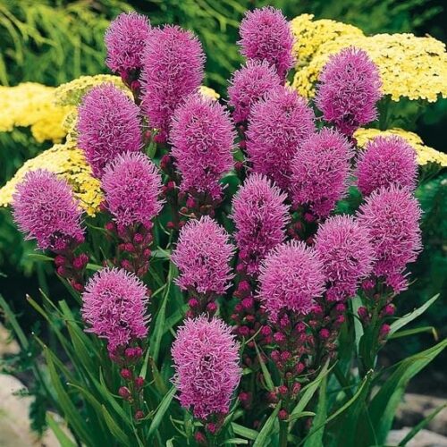 Liatris spicata 'Kobold' - Obrázek 2