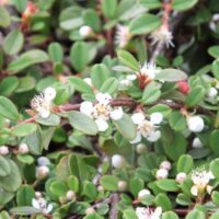 Cotoneaster procumbens K 9x9
